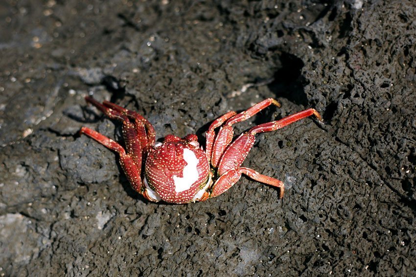 Crab