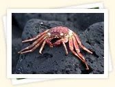 Crabs (Decapod crustaceans)