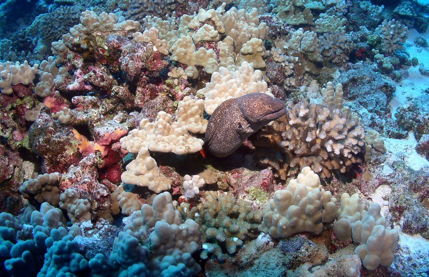 Large Moray Eel