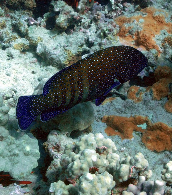 Peacock Grouper