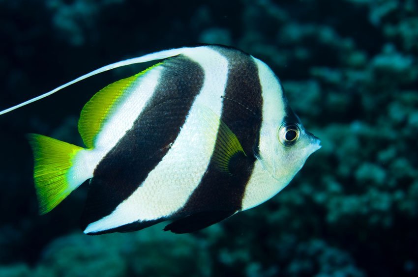 Moorish Idol