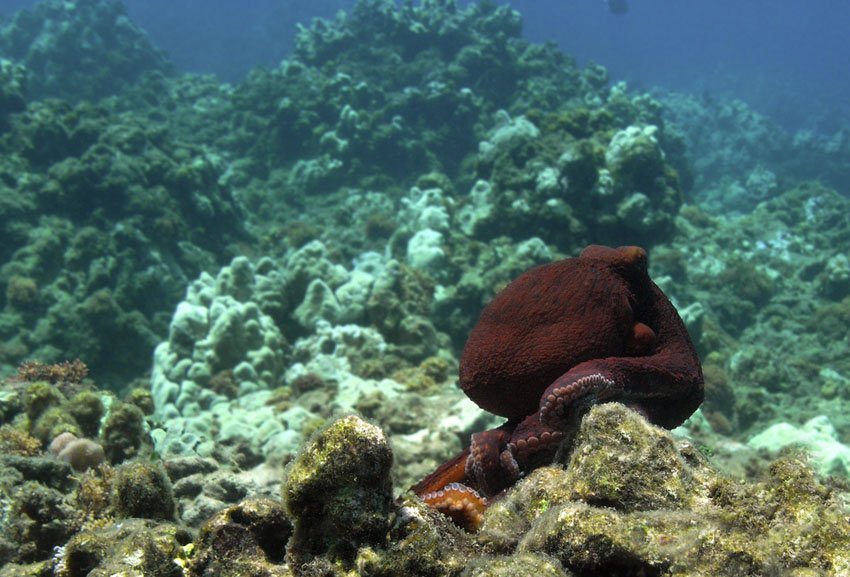 Octopus at Honolua Bay