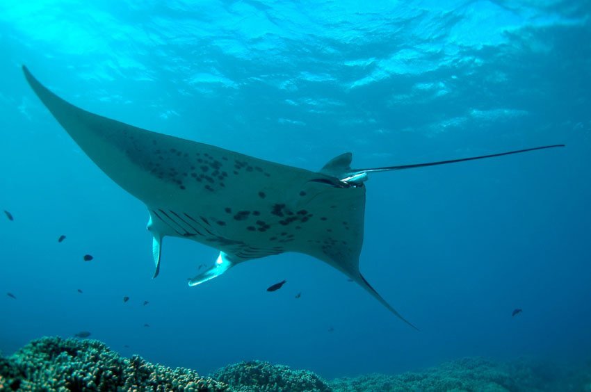 Big Island Manta Ray Snorkel Tours