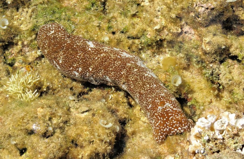 Sea Cucumber