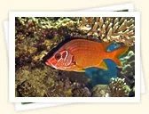 Squirrelfishes and Soldierfishes
