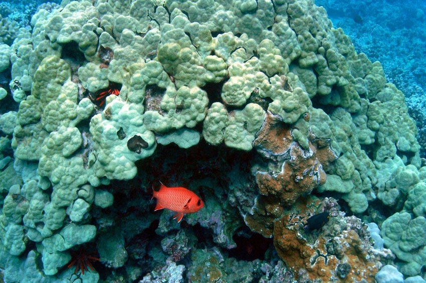 Soldierfish on Maui reef