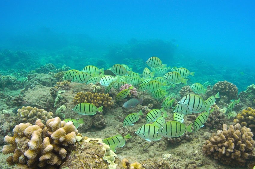 Convict Tang in Hulopoe Bay