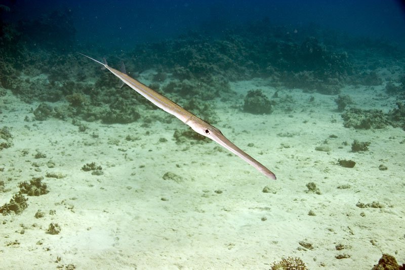 Cornetfish