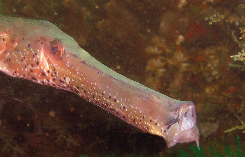 Trumpetfishes and (Aulostomidae, Fistulariidae)