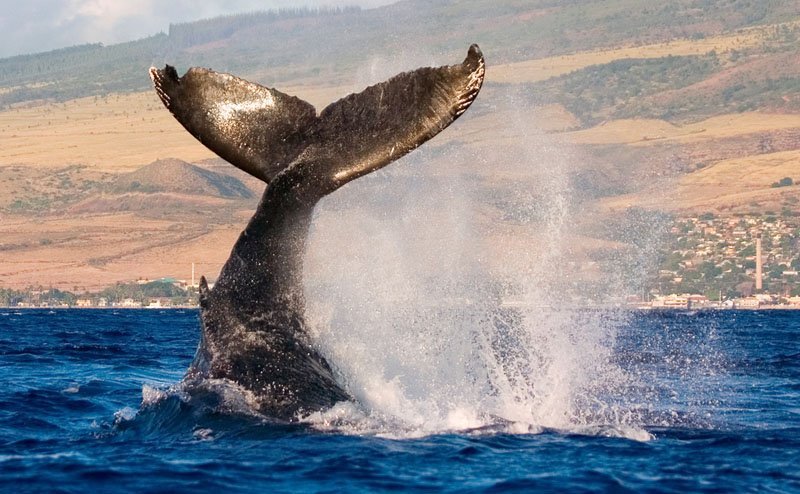 Humpback whale near Maui