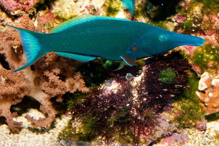 Hawaiian Cleaner Wrasse