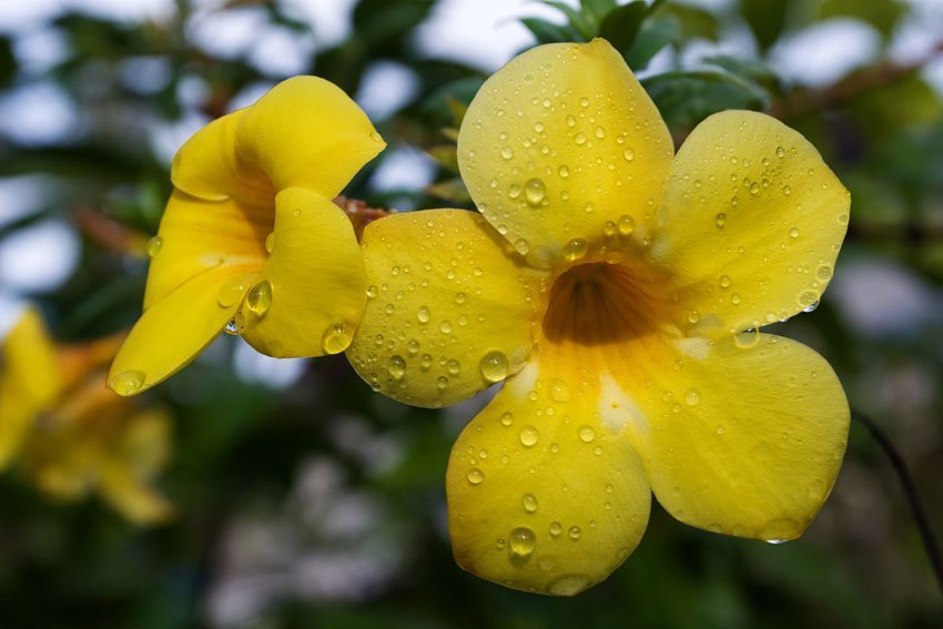 Allamanda