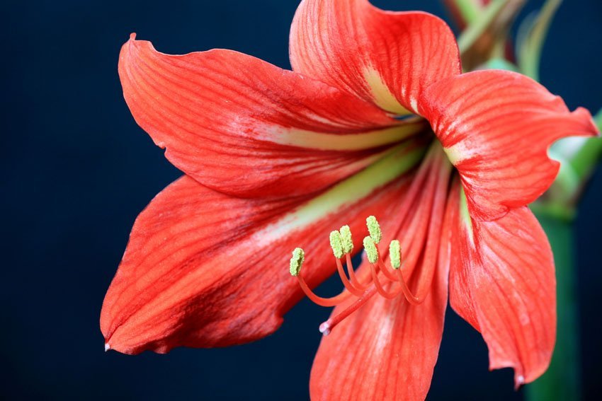 Amaryllis Barbados Lily