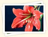 Amaryllis Barbados Lily (Hippeastrum puniceum)