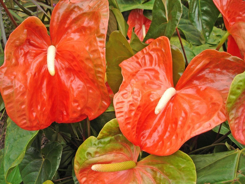 Anthurium