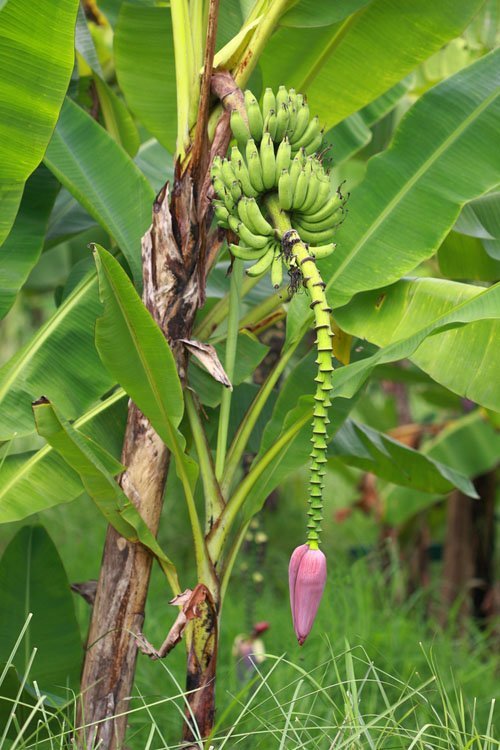 Banana Blossom (Musa x paradisiaca)