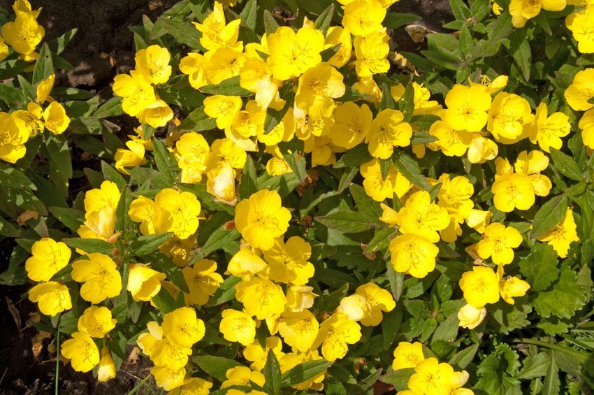 Evening Primrose