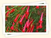 Firecracker Plant (Russelia equisetiformis)
