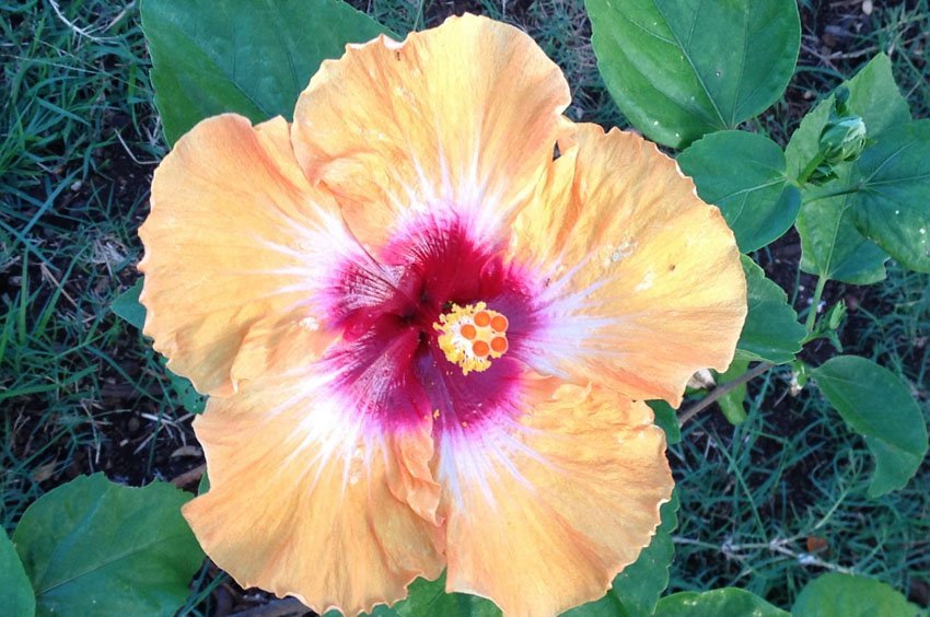 Hibiscus in Waikiki