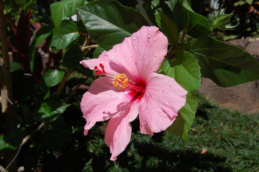 Light-pink hibiscus