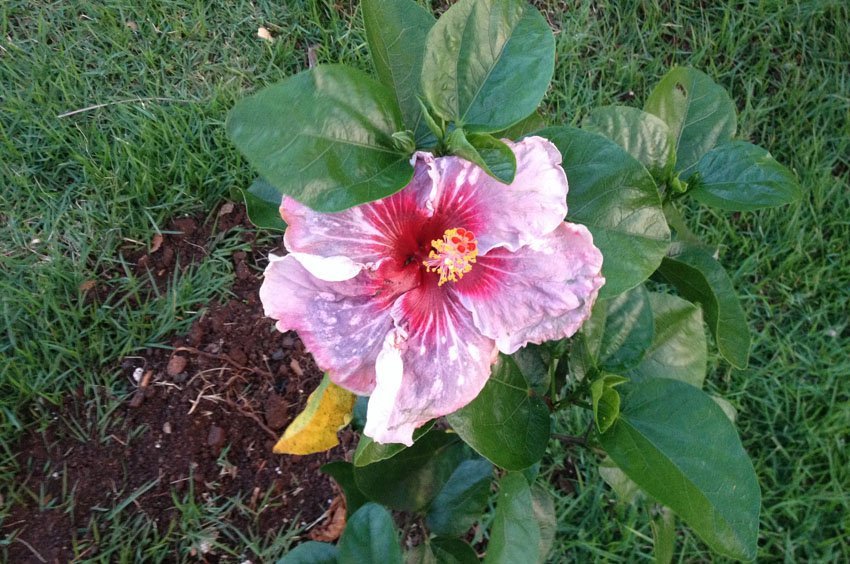 Pink and red hibiscus