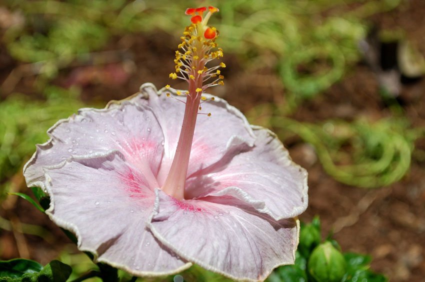 Pink hybridized hibiscus