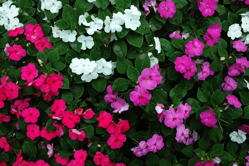 Impatiens