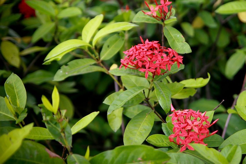 Ixora