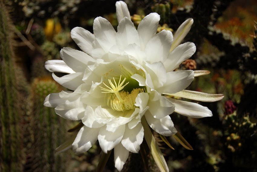 Night-Blooming Cereus