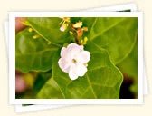 Pikake (Jasminum sambac)