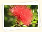 Pink Powderpuff (Calliandra haematocephala)
