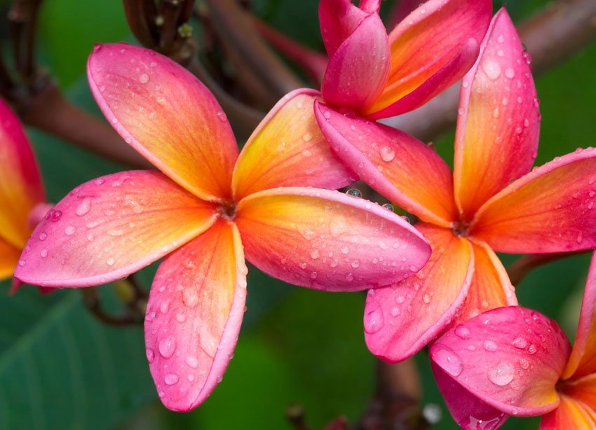 Rainbow plumeria