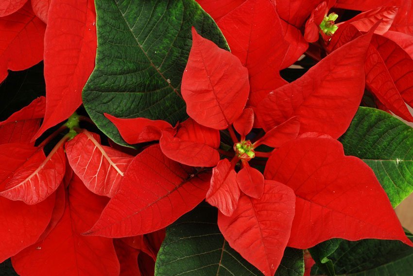 Poinsettia