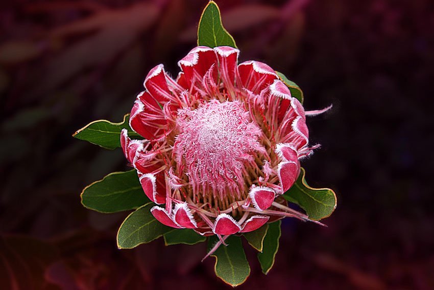 Protea