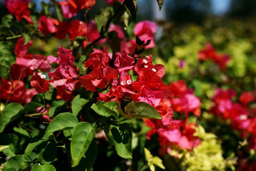 Red Bougainvillea