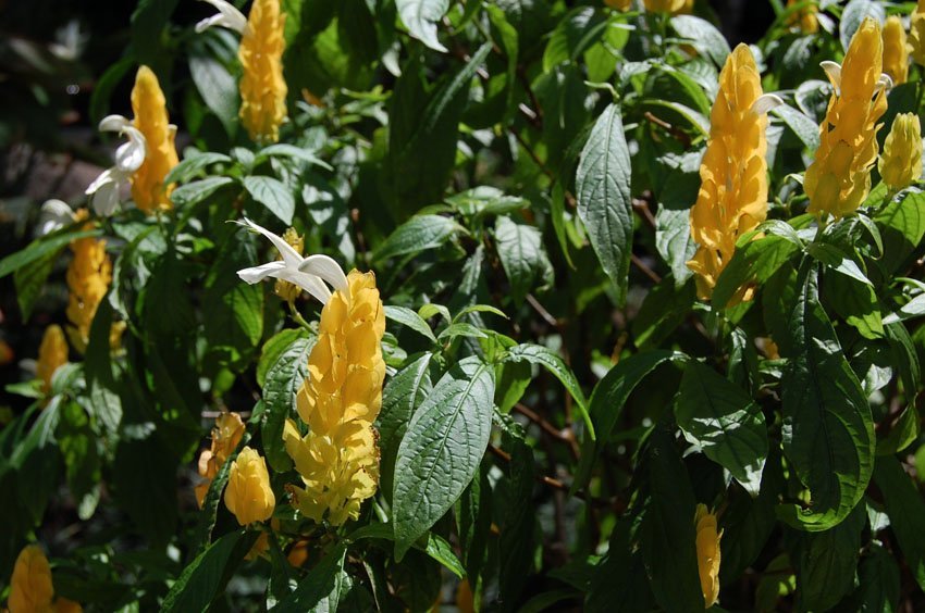 Shrimp Plant