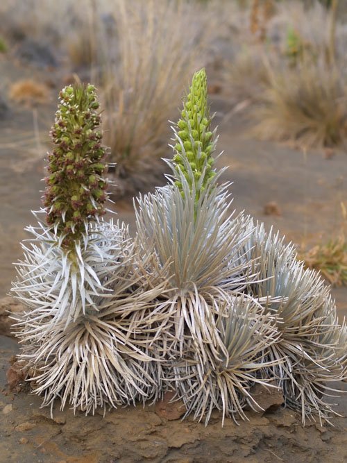 Silversword