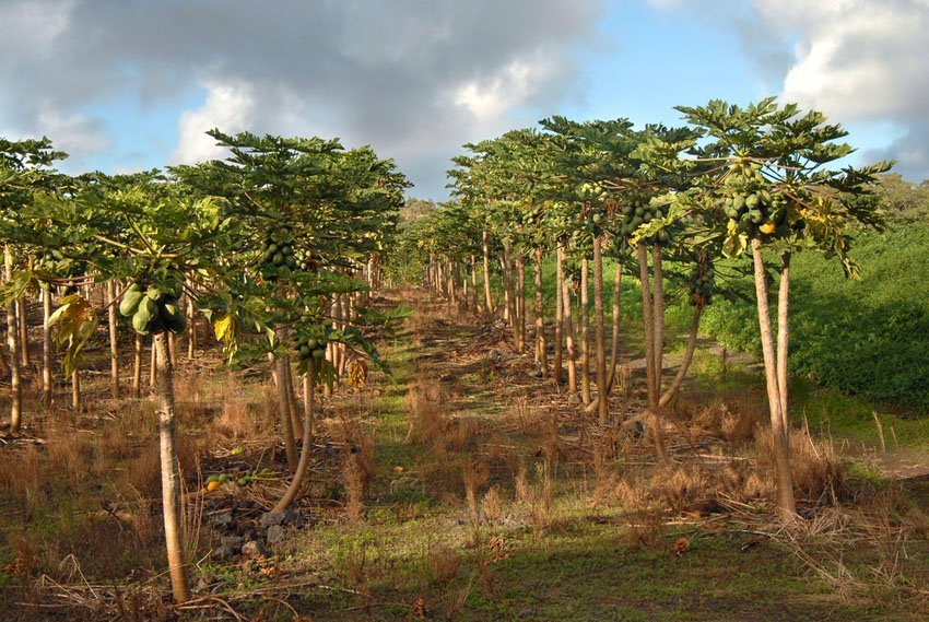 Papaya trees