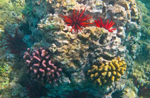 Coral reef on Maui's west shore