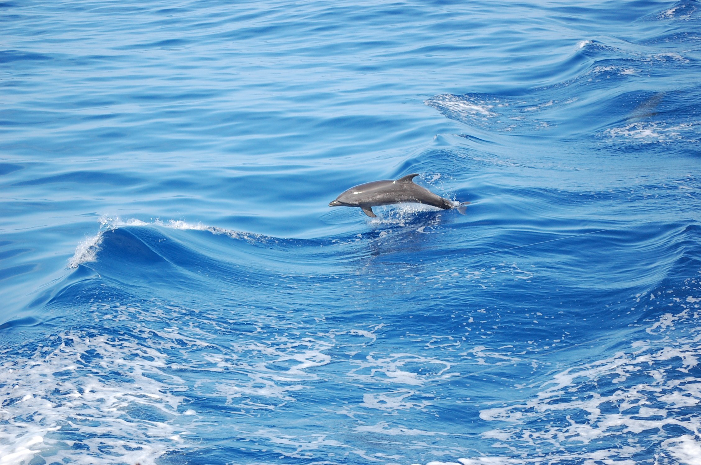 Big Island dolphin