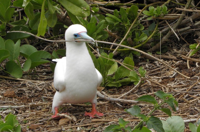 Red-footed boobie