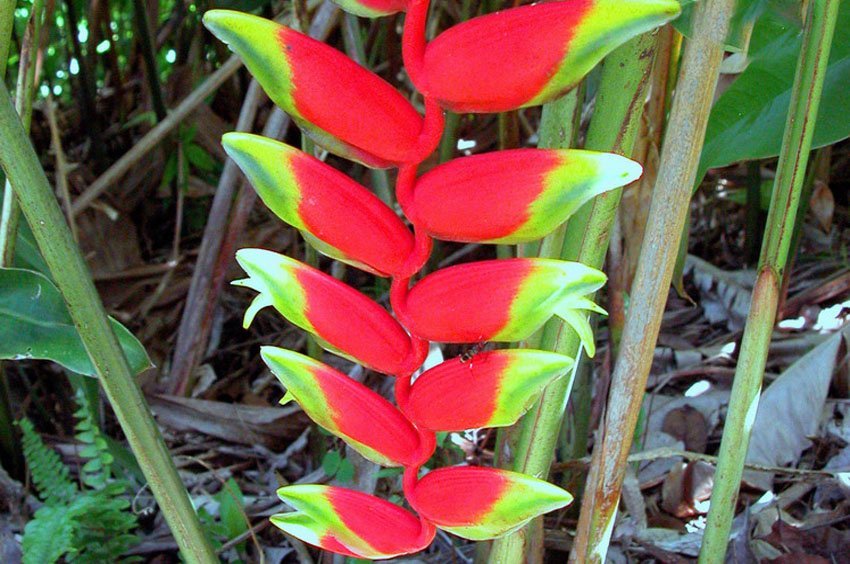 Plant of the Month: Edible flowers - West Hawaii Today