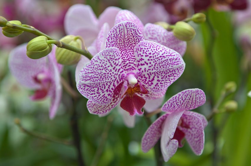 Hawaiian Orchid