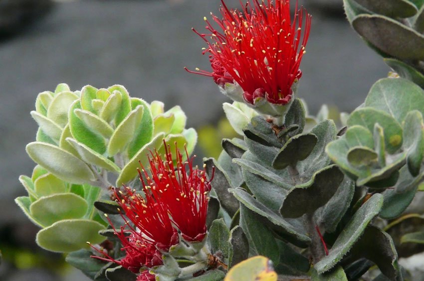 Maui Protea Flower Plants – Lehua's Forest, Flower Arrangements