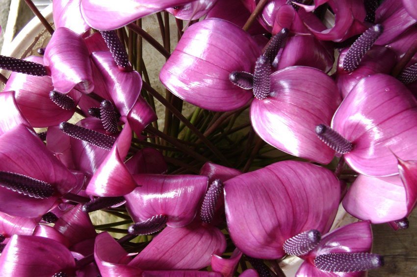 Purple Anthurium