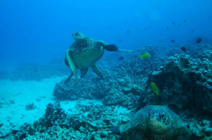 Hawaii underwater world inhabitants