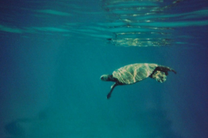 Sea turtle taking a breath