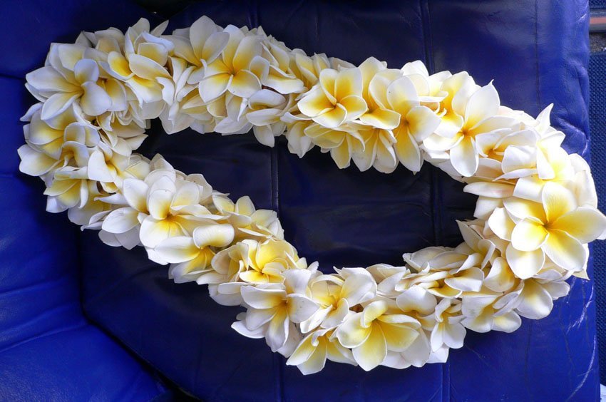 72 Colliers de Fête Hawaïenne de Lei Fleur Hawaïenne Luau Bracelet Couronne Tropicale Pince à Cheveux Fleur Hawaïenne pour Fournitures de Fête Luau Décor de Fête Hawaïenne Luau Cadeau 