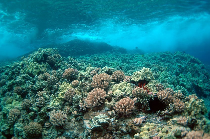 Maui Snorkeling