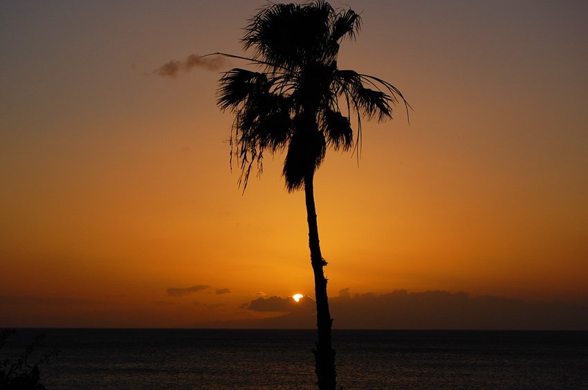 Lonely palm tree on Molokai's west shore